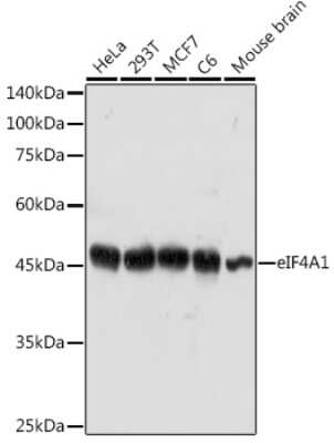 Western Blot: eIF4A1 AntibodyAzide and BSA Free [NBP3-04718]